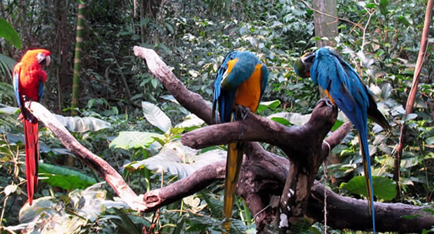 Parque da Aves - Foz do Iguaçu